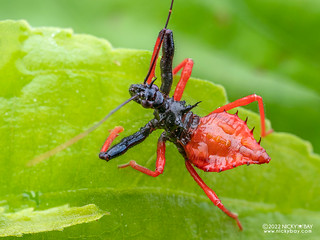 Assassin bug nymph (Erbessus rufiventris) - P6089141