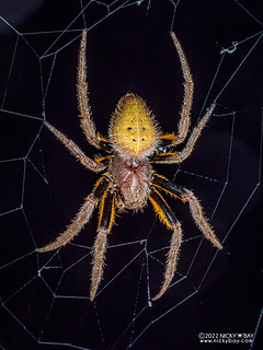 Orb weaver spider (Eriophora fuliginea) - P6089085