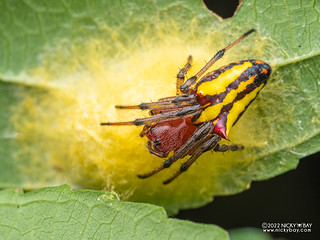 Orb weaver spider (Alpaida bicornuta) - P6089021