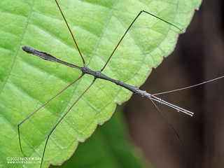 Thread-legged assassin bug (Emesinae) - P6088958