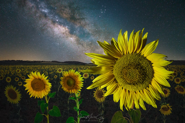The Milky Way wanders through a field of sunflowers on a starry night - Albacete (Spain)