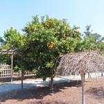 20220224 19 Orange tree, Georgia Coastal Botanical Gardens 