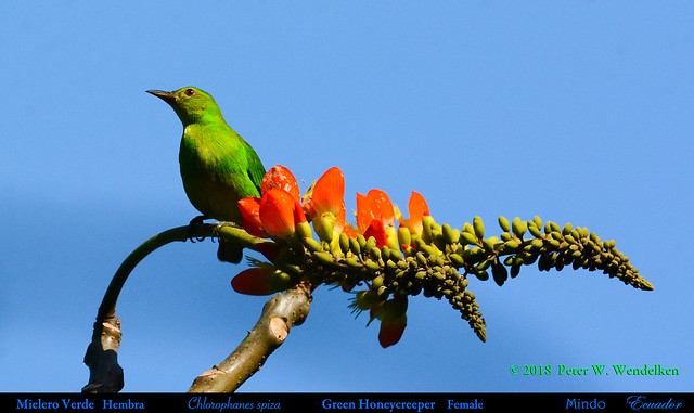 GREEN HONEYCREEPER Female Chlorophanes spiza Drinking Porotón Nectar in Mindo in Northwestern Ecuador. Photo by Peter Wendelken.