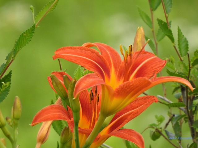 Yellow, orange Lilies