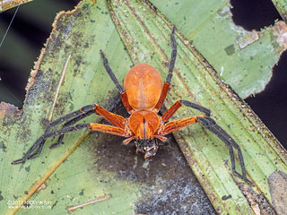 Huntsman spider (Sadala sp.) - P6089459