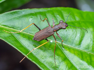 Tiger beetle (Odontocheila sp.) - P6089201
