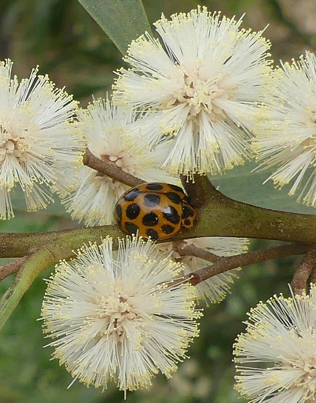 10 - Common Spotted Ladybird Harmonia conformis (Neil Blair)