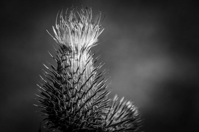 2022 - One Photo A Day - 208/365 - „Thistle“