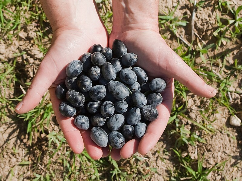 Two hands together holding a bunch of black olives just picked from the tree