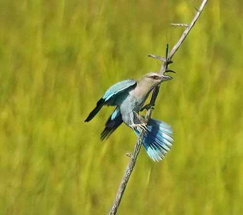 Roller | by baechli58