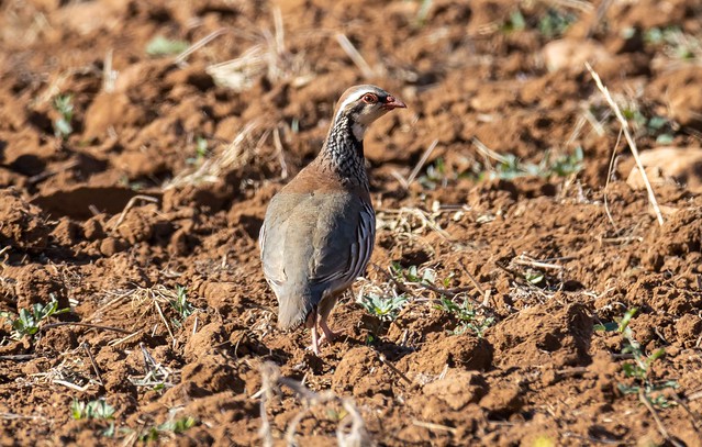 Perdiz Roja - Red-legged Partridge - Alectoris rufa