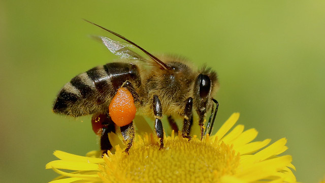 Honey Bee - Apis mellifera