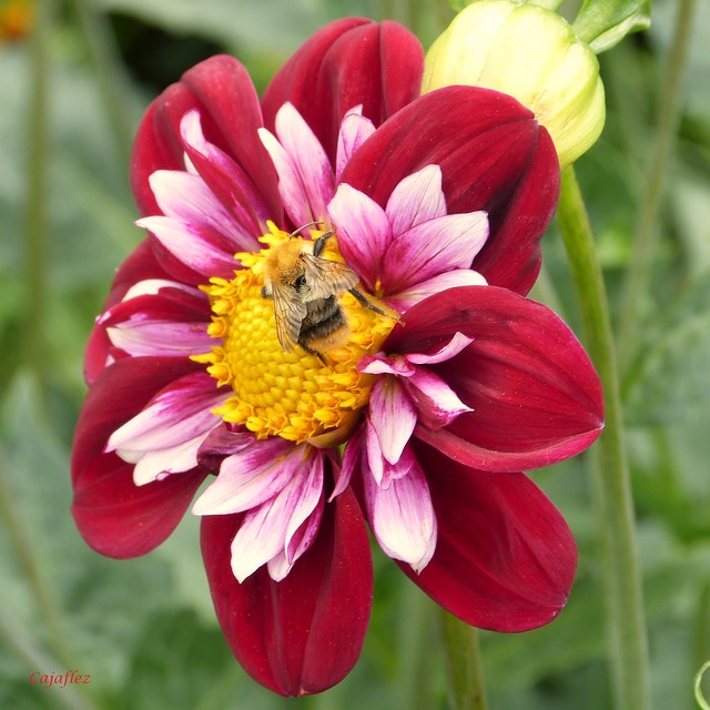 Bee on a dahlia pinnata