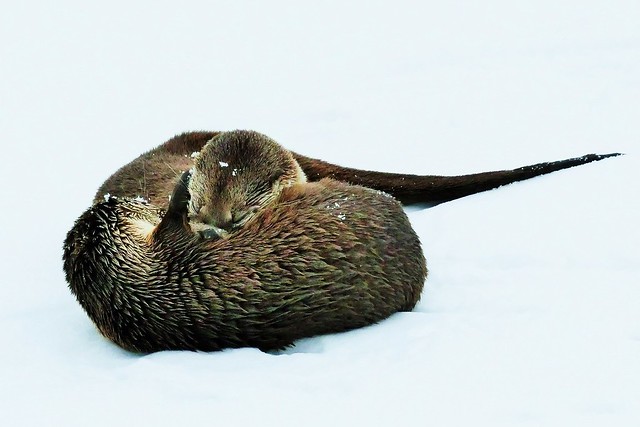 North American River Otters Playing In The Snow (Lontra canadensis)