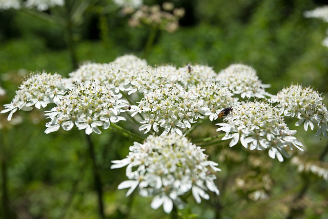 Cow parsley by the Wilts and Berks canal near Uffington