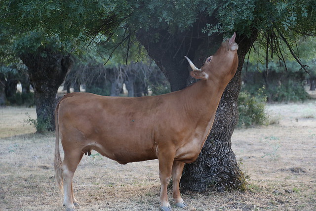 Cow eating tree in central Spain. Photo Ulrich Schmutz