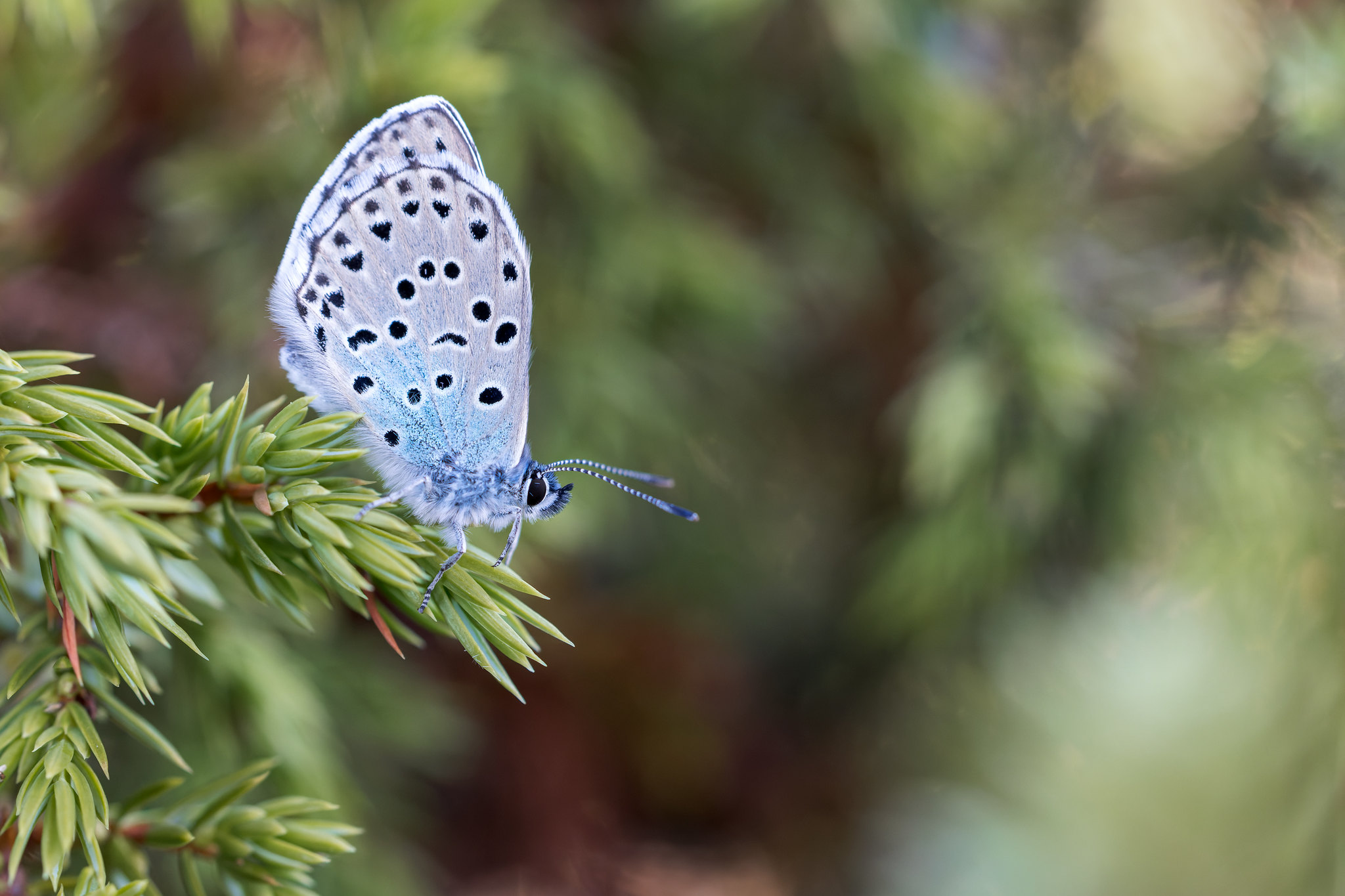 Phengaris arion | svartfläckig blåvinge | Large Blue