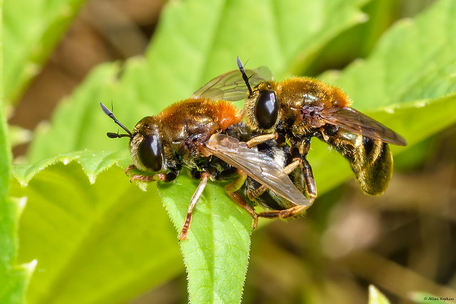 Microdon sp. (a myrmecophile Hoverfly) - mating