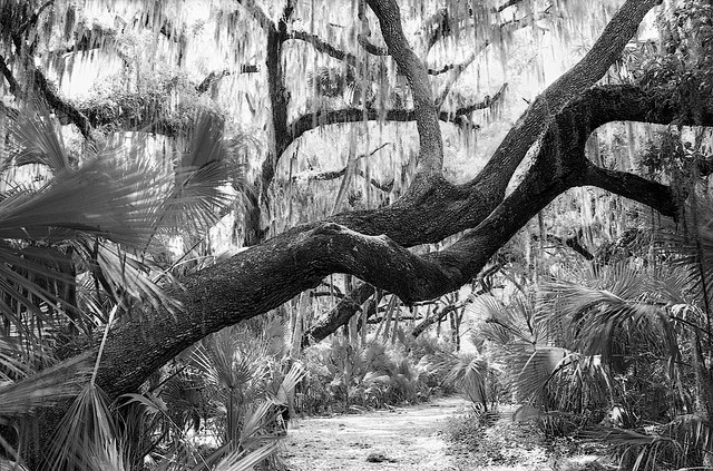 2022 in B&W/Analog: The Bent Tree.