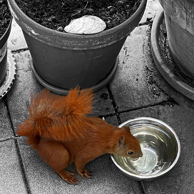 water for the squirrel