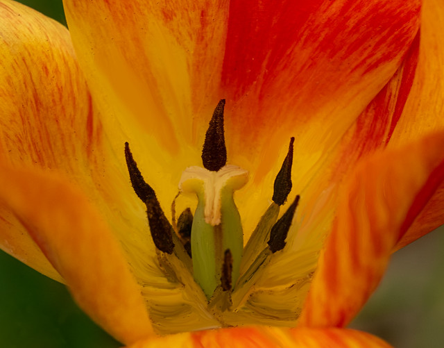 The heart of a tulip