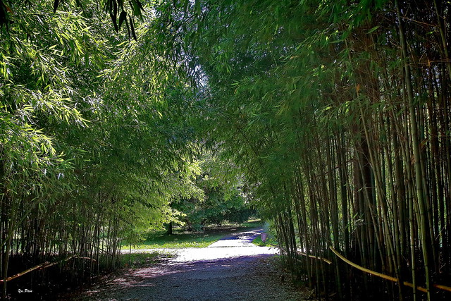 In the bamboo grove. Explored July 29, 2022. (#49)