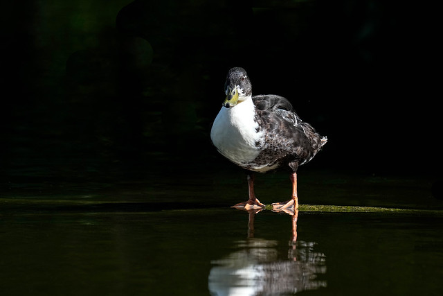 Magpie Duck - Netherlands