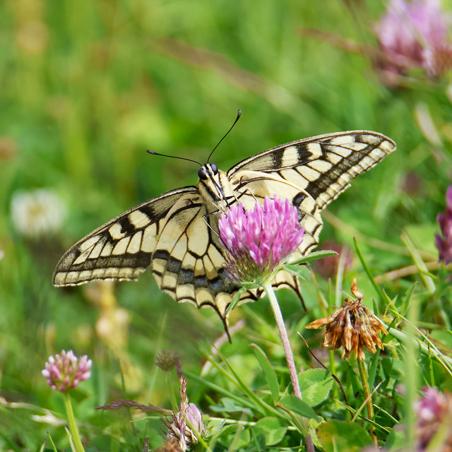 Papillon Machaon sur fleur de trèfle