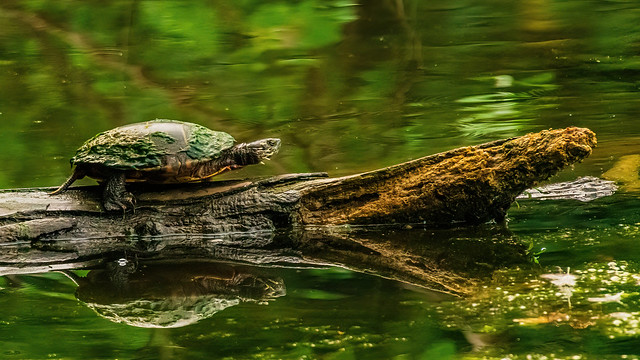 2022.07.27.1744.Z7ii Snapping Turtle