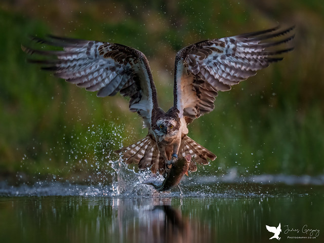 Osprey (AU6) skimming across the water with his big fish….flapping hard to develop enough lift to get airborne with his breakfast (Cairngorms, Scotland)