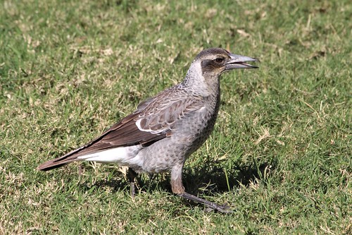 bird nature wildlife outdoors outside winter avian grass magpie juvenile brown white green lawn beak eye grey