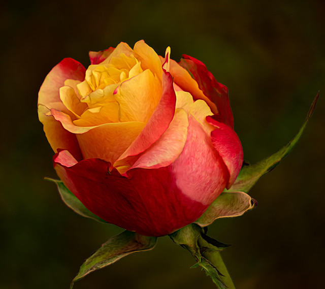 A colorful rose