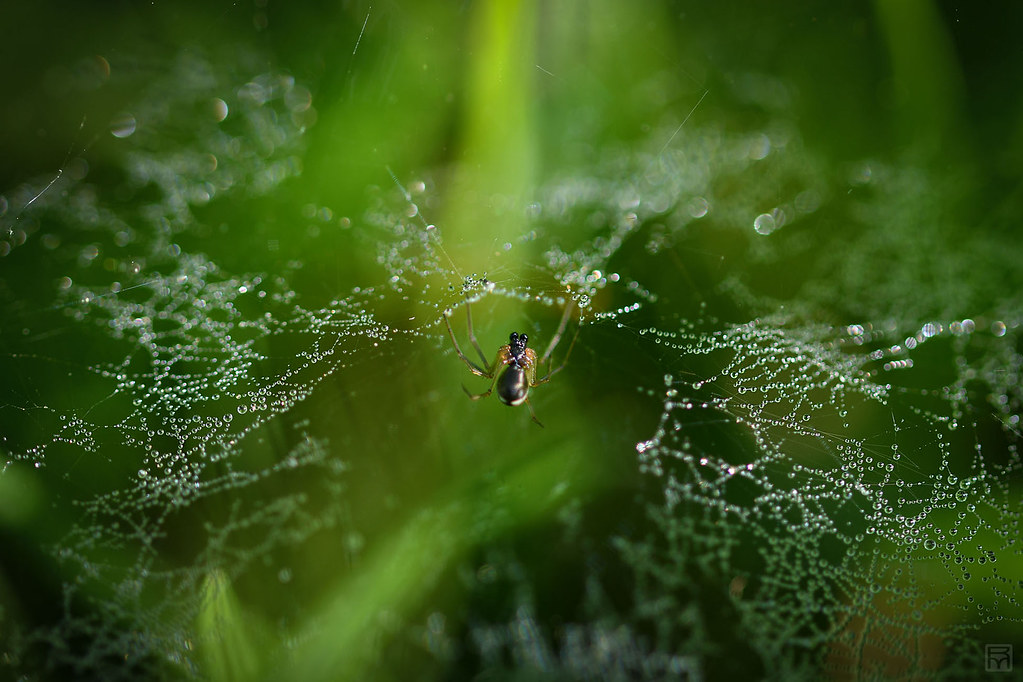 A bubble spider web and its owner, Régine MATHEY