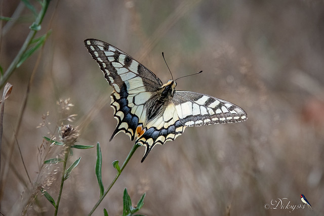 Machaon ou Grand porte-queue (Papilio machaon)