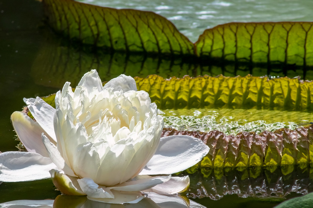 victoria water lily white flower