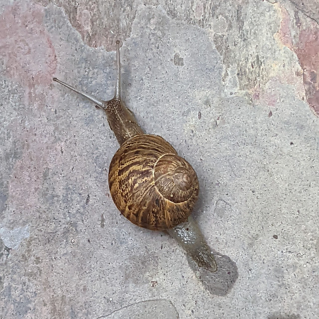 July 21: Snail on the ground - Number 202
