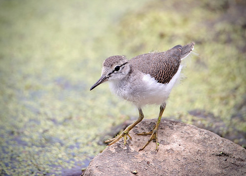 Spotted Sandpiper (Juv) - Charles Sexton Park - © Suzie Webster - July 27, 2022