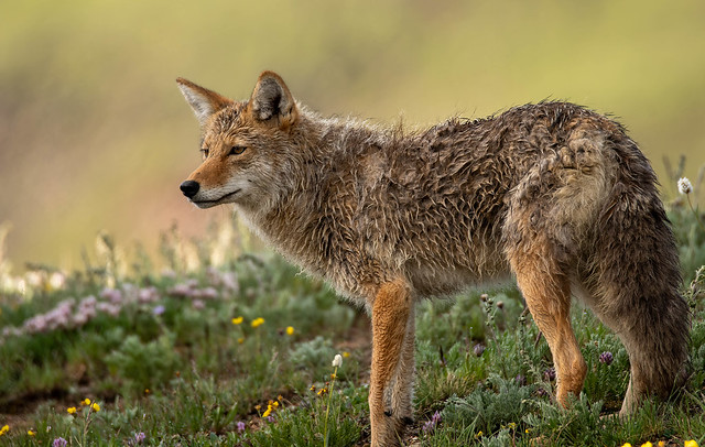 Cold and wet mountain coyote