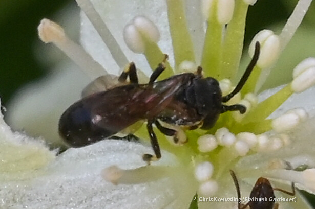 Hylaeus visiting Clematis virginiana flowers in front of my garage, 2022-07-27