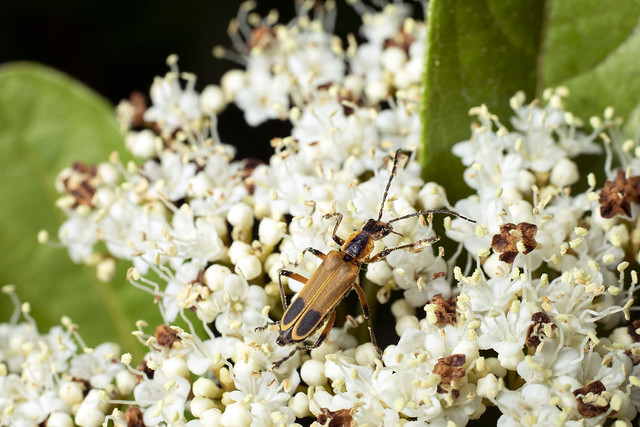 Insect on white flowers