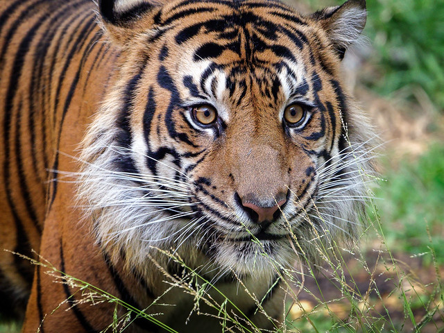 Global Tiger Day 2022 [In Explore 7/29/2002]
