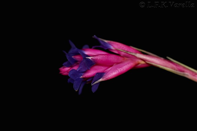Tillandsia aeranthos (Loisel.) L.B.Sm.