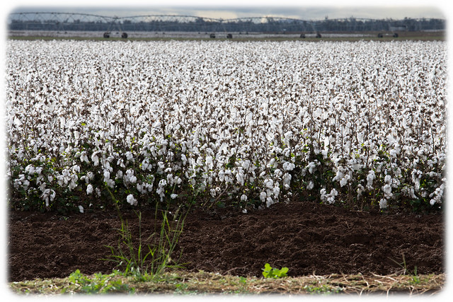 Cotton Crop Near Narrabri, NSW