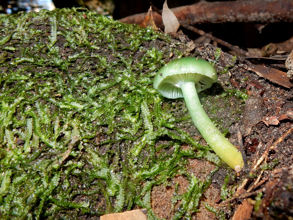 Green Waxcap (Gliophorus graminicolor)
