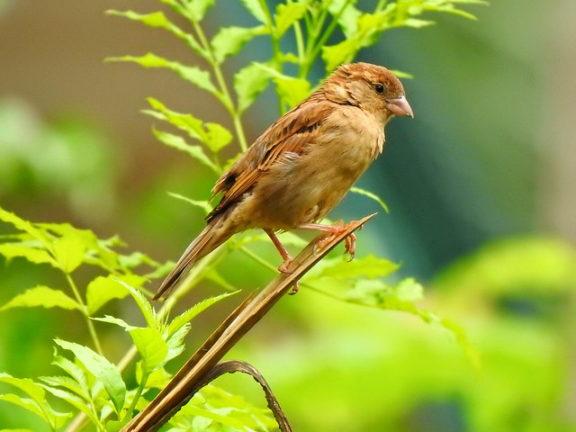 Old World Sparrow