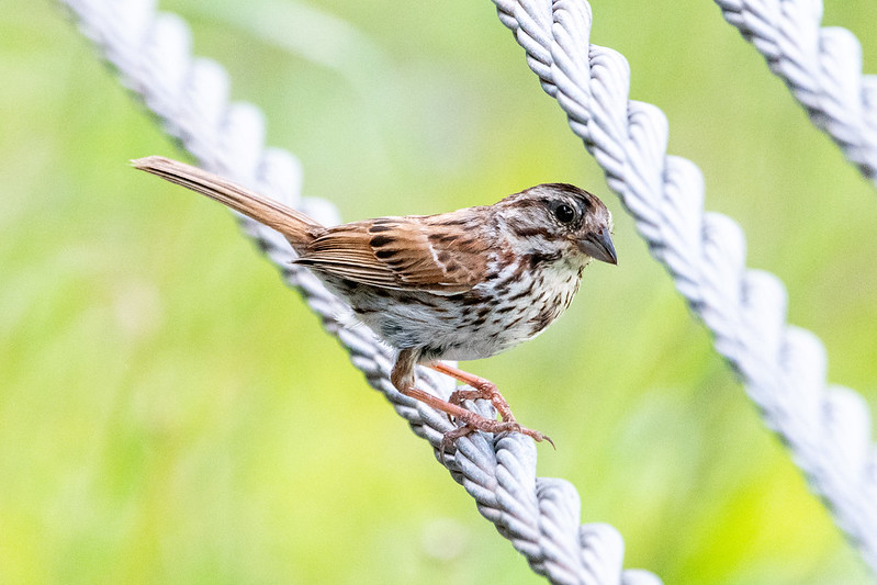song-sparrow-halcottsville-ny-2704