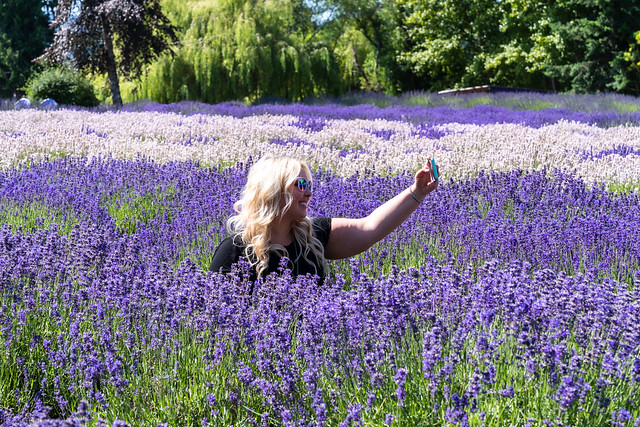 Pretty blonde woman takes a selfie while sitting in a field of lavender, for social media
