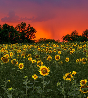 Sunflowers with a Sunset Storm