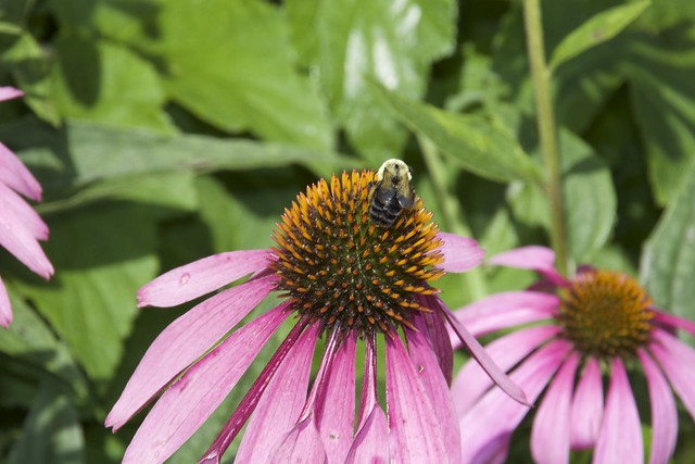 Toronto Ontario ~ Canada ~ Edwards Botanical Gardens ~   Bumble Bee - CornFlower