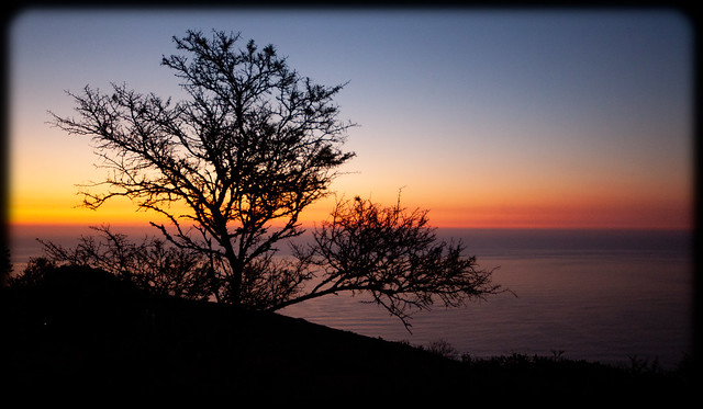 Tree Silhouette at Sunset from Signal Hill